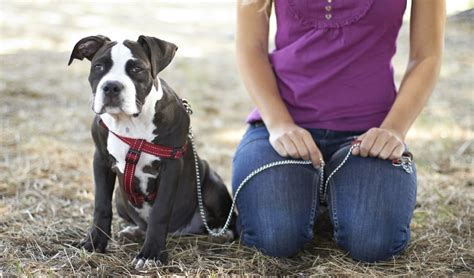 Top 7 Best Dog Training Leash for Puppies and Dogs in 2024