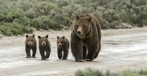 Montana grizzly cubs may end up in Canadian zoo