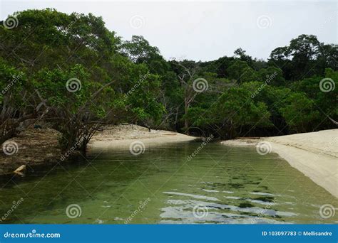 Mangroves on the Beach of Mogo Mogo Island, Saboga, Panama Stock Image ...