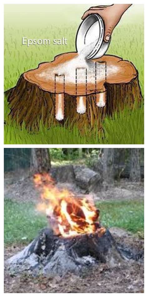 Easiest Way to Remove a Tree Stump Yourself Painlessly + Video - DIY ...