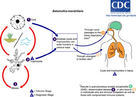 Balamuthia - Biology | Medical laboratory science, Best doctors ...