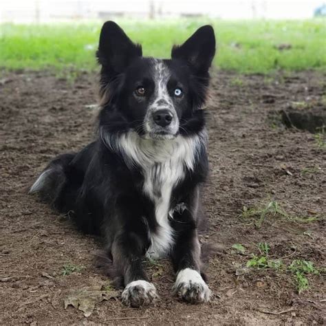 70以上 australian shepherd border collie mix size 305506-How big does a ...