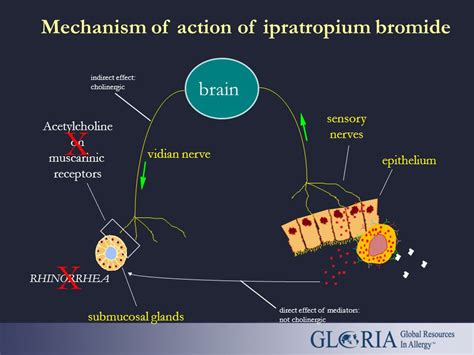 Ipratropium Mechanism Of Action