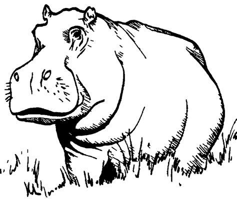 Hippo Black And White Clip Art