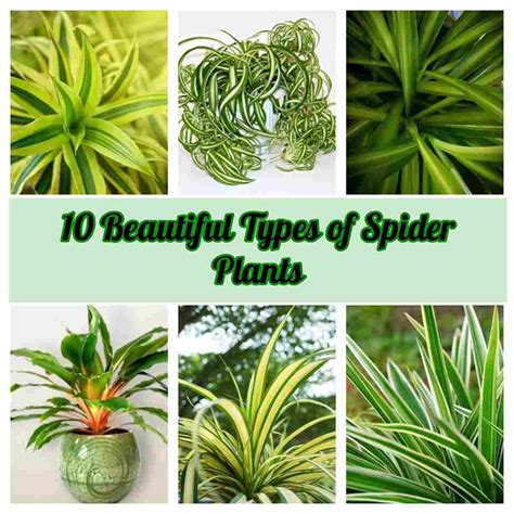 10 Types Of Spider Plants For Indoor - Benfits & Care