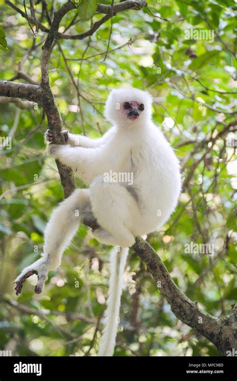 Silky sifaka hi-res stock photography and images - Alamy