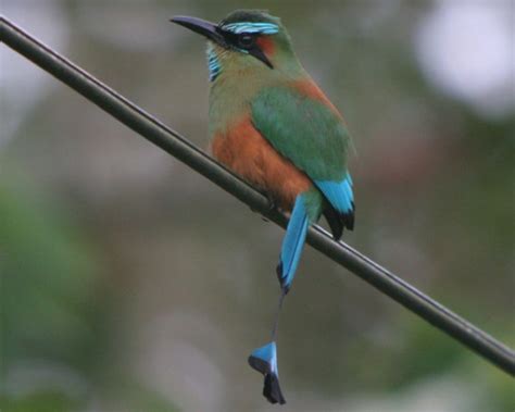 10,000 Birds | What is the National Bird of Nicaragua?