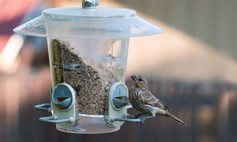 How to Clean Bird Feeders With Vinegar? - 7 Steps