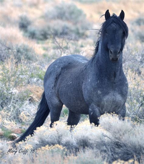 Blue, mustang stallion in the Pine Nut Mountains of Nevada 2015 | Wild ...