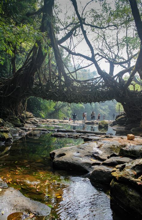 A living root bridge over calm waters | Smithsonian Photo Contest ...