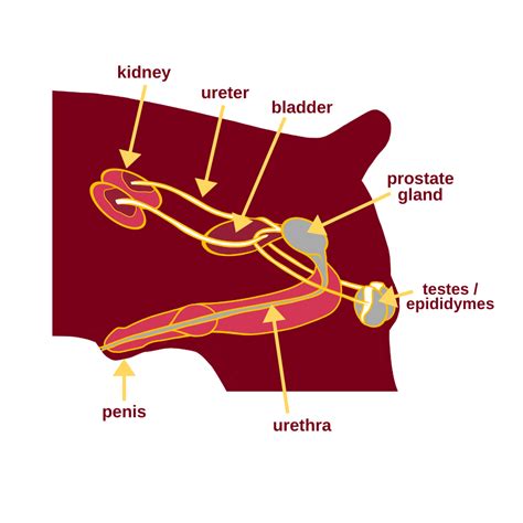 Reproduction Control – Veterinary Preventive Medicine