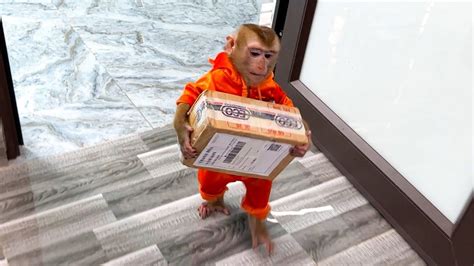 Monkey KaKa receives parcels to help her mother - YouTube Parcel ...