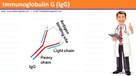 Immunoglobulin G (IgG) Defination and overview | Lab Tests Guide