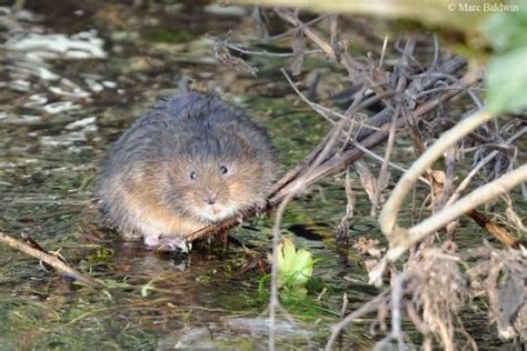 Mice, Voles & Shrews | Wildlife Online