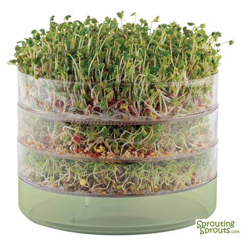 Growing Sprouts in a Stackable Tray | Growing sprouts, Sprouts ...