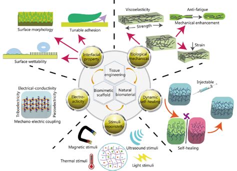 Schematically showing the rational design and preparation of biomimetic ...