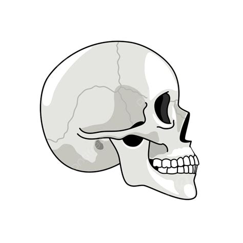 Side Profile Vector Design Images, Skull Profile Vector Side Flat ...