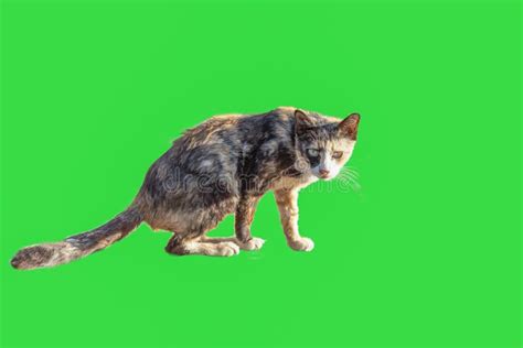 The Cat on the Green Screen Stock Image - Image of screen, lifestyle ...