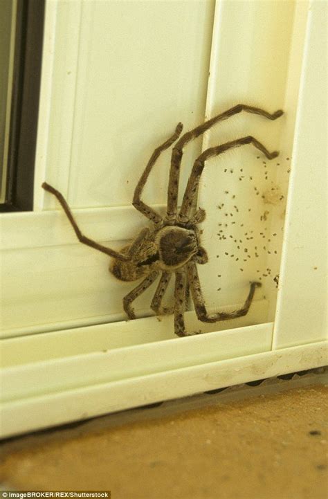 a spider crawling on the side of a door