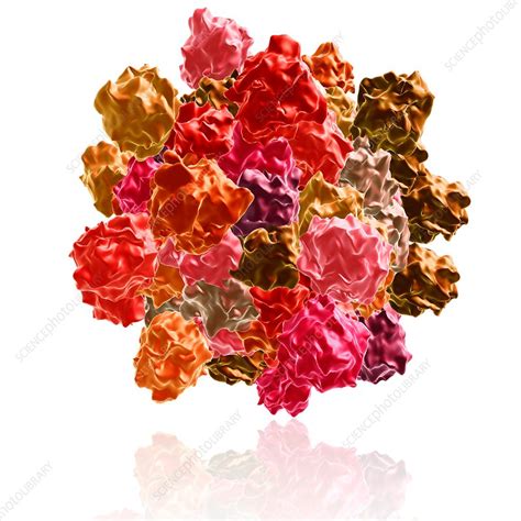 Infectious bursal disease, illustration - Stock Image - F016/1960 ...