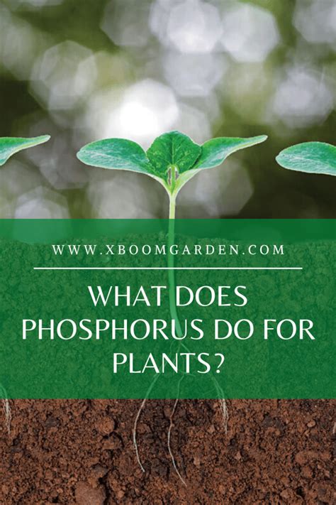 Why Do Plants Need Phosphorus – Mxzim.com