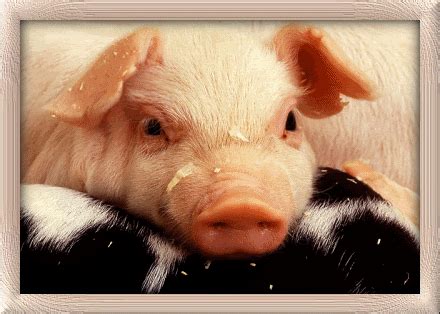 Free Pig Gif, Download Free Pig Gif png images, Free ClipArts on ...