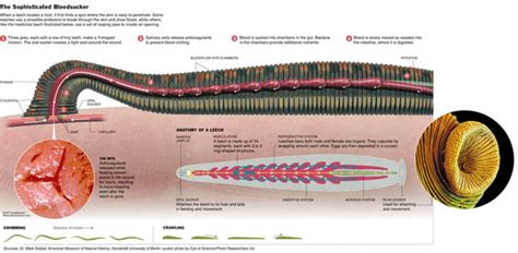 Leech Saliva and its Potential Use in Animal Health and Production: A ...