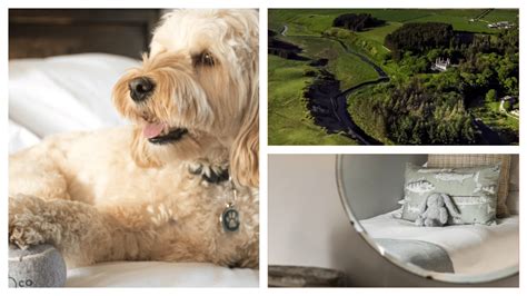 Top 10 DOG-FRIENDLY hotels in SCOTLAND, ranked