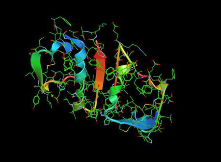 The Insulin Molecule -Structure and Mechanism of Action