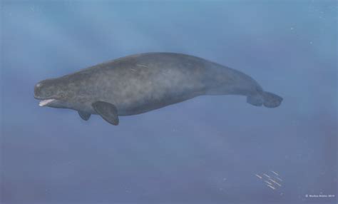 First-Ever Beluga-Narwhal Hybrid Found in the Arctic | Live Science