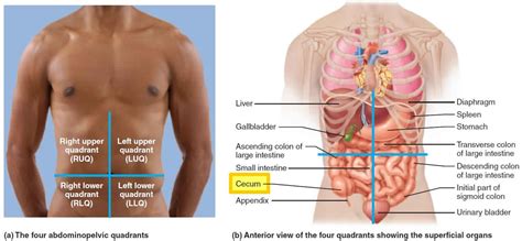 Cecum anatomy, cecum location, cecum function, cancer & inflammation