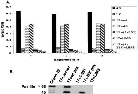 Recovery of spreading defect in paxillin null cells expressing paxillin ...