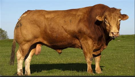 Top 10 Biggest Cattle Breeds In The World - Biggest Cows