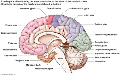 Draw a neat labelled diagram of sagittal section of the human brain.