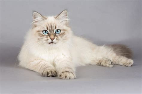 Why Siberian Cats Are Awesome And Hypoallergenic? | Pulchra