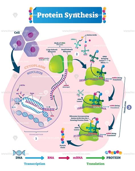 Protein synthesis biological vector illustration scientific diagram ...