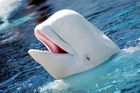 Beluga Whale Wallpapers - Wallpaper Cave