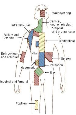 Paraaortic lymph node - wikidoc