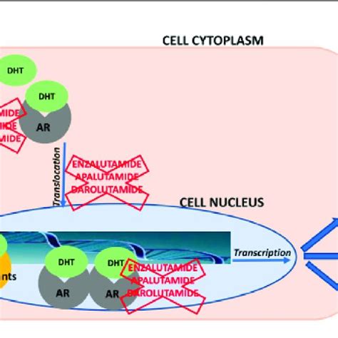 | Schematic overview about mechanisms of action of enzalutamide ...