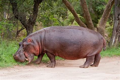 Hippopotamus vs Rhinoceros - Difference and Comparison | Diffen