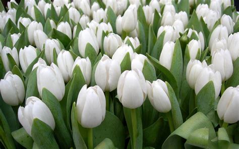 White Tulips Wallpapers - Top Free White Tulips Backgrounds ...