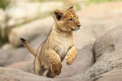 Cute Lion Cubs Wallpapers