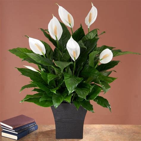 No Light Indoor Plant | House Plants & Plant Best Sellers Easy Care ...