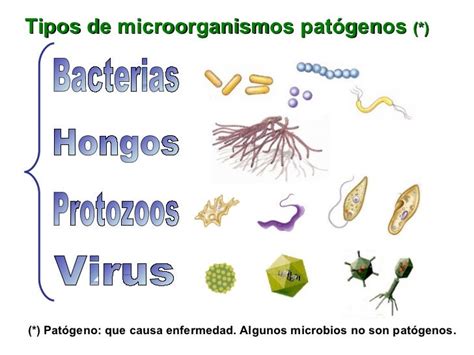 Enfermedades Infecciosas: microorganismos