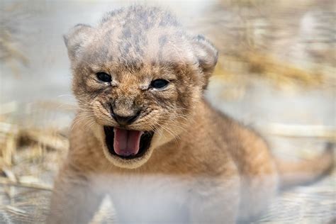 Too Cute: Lion Cubs Arrive at Pittsburgh Zoo | Pittsburgh Magazine