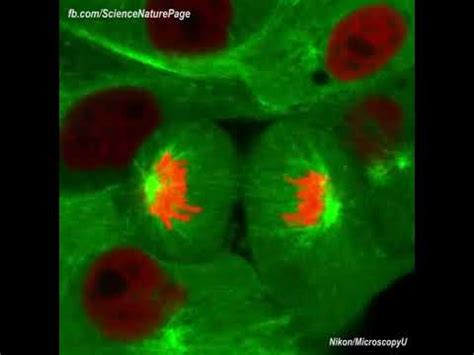 Watch this incredible actual footage of dividing cells as seen under ...