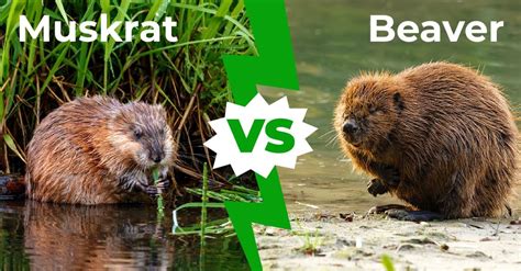 Muskrat vs Beaver: 6 Key Differences Explained - AZ Animals