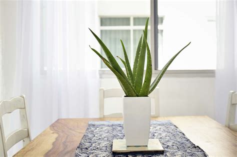 The 10 Best Indoor Plants for Clean Air