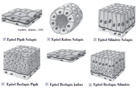Kenali Fungsi Jaringan Epitel pada Hewan beserta Jenis, Ciri-ciri, dan ...