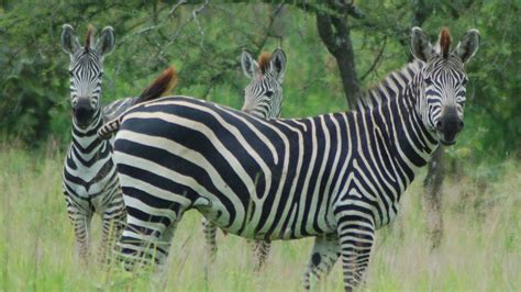 Zebra stripes as camouflage? Not so fast, Mr. Hyena - CNET